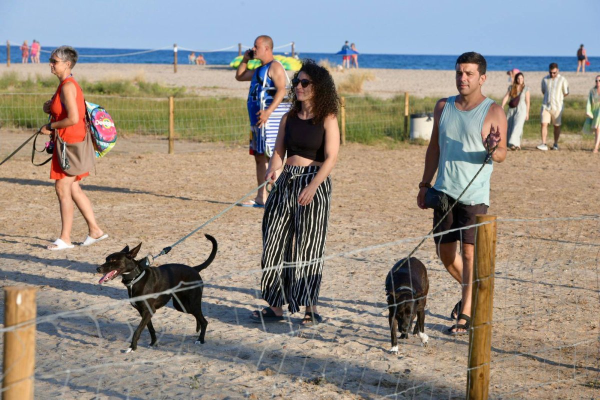 Personas paseando con perros en la playa canina